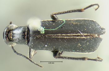 Media type: image;   Entomology 125 Aspect: habitus dorsal view